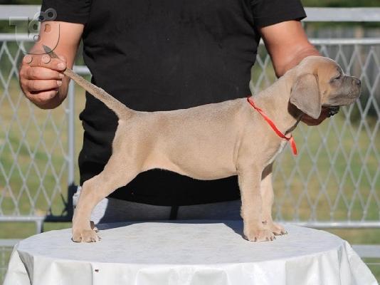Κουτάβια Cane Corso